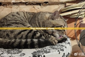 分享实测“百兽之王2确实有挂吗!”√曝光透视猫腻