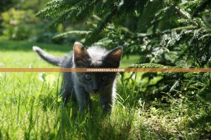 分享实测哈狗游能开挂吗√必胜开挂神器