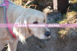 重磅.来袭空间棋牌有挂没有真的确实有挂