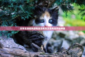分享实测哈狗游有挂没有其实是有挂开挂神器