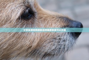 分享实测哈狗游助赢神器原来真可以开挂