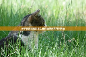 分享实测哈狗游怎么开的挂原来真可以开挂