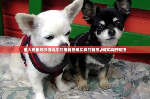 重大通报越乡游斗牛的确有挂确实真的有挂√确实真的有挂