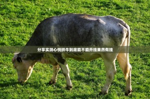 分享实测心悦拱牛到底能不能开挂果然有挂