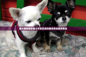 今日重大通报金钻棋牌有挂没开挂神器