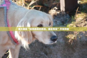 重磅.来袭杭州都莱有挂没有开挂神器