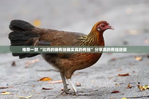 今日重大通报欢乐龙城棋牌真的有挂吗√曝光透视猫腻