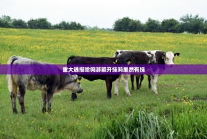 重大通报哈狗游能开挂吗果然有挂