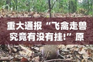 推荐一款陕麻圈必赢神器(其实真的能开挂)