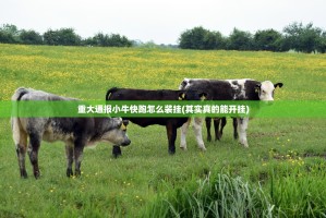 重大通报小牛快跑怎么装挂(其实真的能开挂)