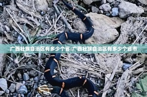推荐一款中至窝龙透视软件√必胜开挂神器