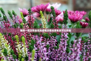 分享实测八戒金花透视挂!(原来确实是有挂)
