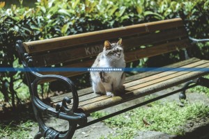 分享实测哈狗游可以开挂吗!果然有挂