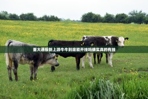 重大通报新上游牛牛到底能开挂吗确实真的有挂