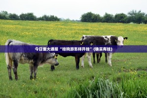 今日重大通报“哈狗游怎样开挂”(确实有挂)