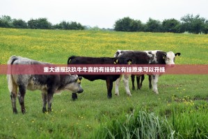 重大通报玖玖牛牛真的有挂确实有挂原来可以开挂