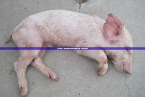 重磅.来袭中至窝龙开挂透视教程√曝光透视猫腻