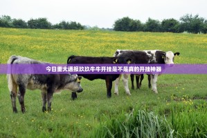 今日重大通报玖玖牛牛开挂是不是真的开挂神器