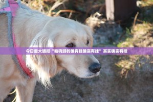 今日重大通报“哈狗游的确有挂确实有挂”其实确实有挂