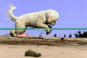 重磅.来袭“哈狗游有没有辅助 ”√其实是有挂