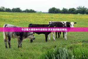 今日重大通报神牛透视挂!其实真的确实有挂