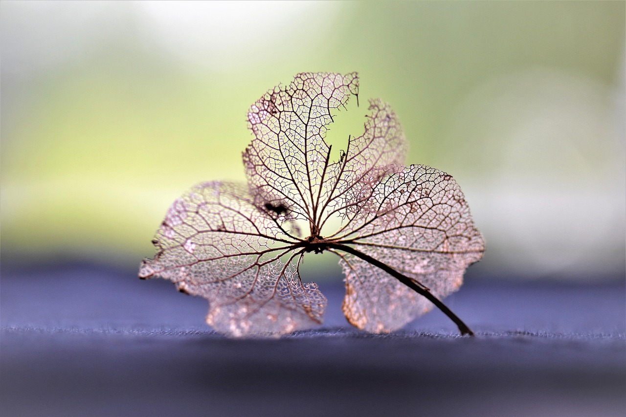 一年级数学探索，奇数与偶数的奥秘揭秘