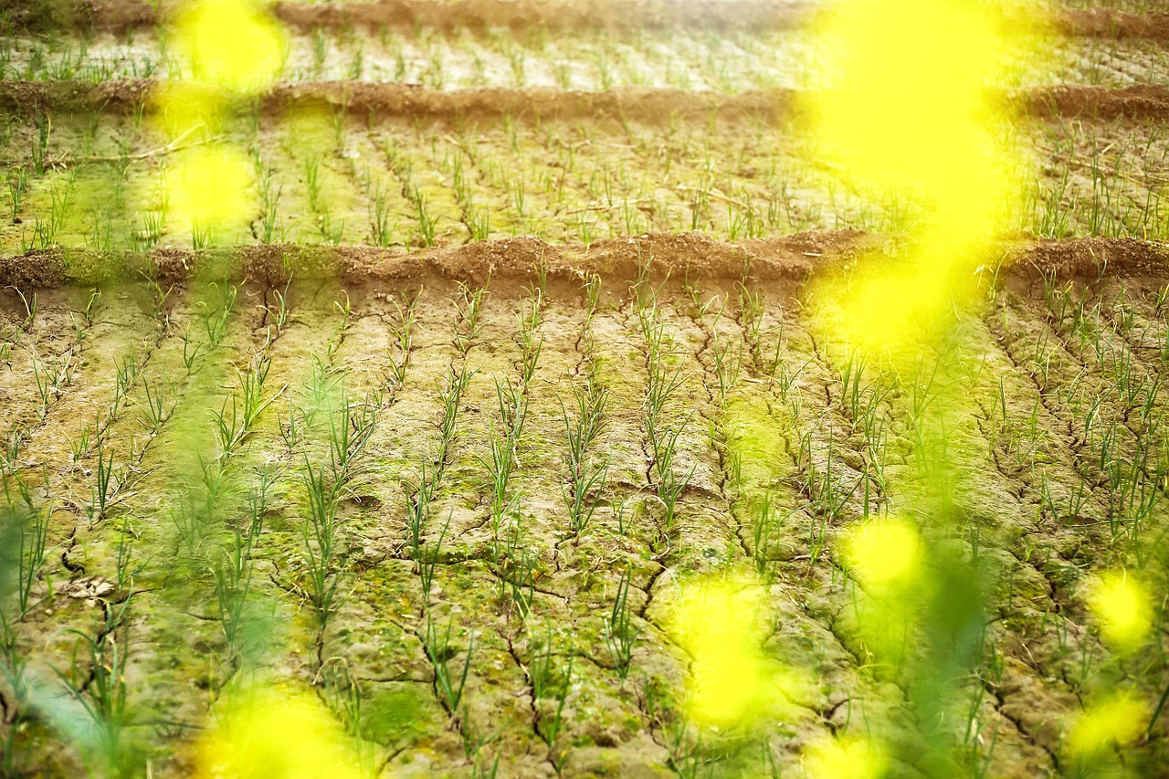 重庆疫情是什么样（重庆疫情是什么样的病毒）