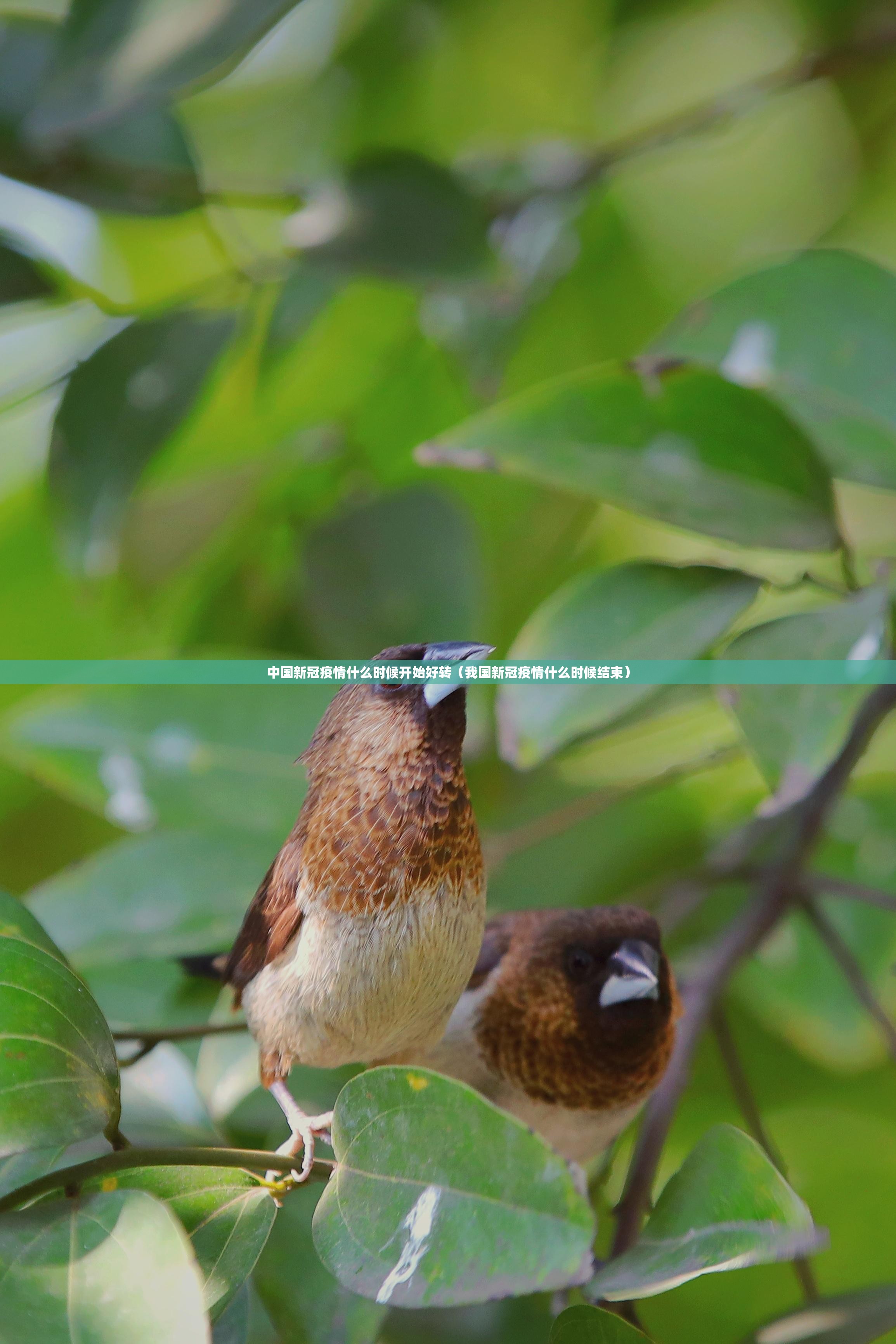 分享实测“小吆三打哈挂怎么买!”(确实有挂)