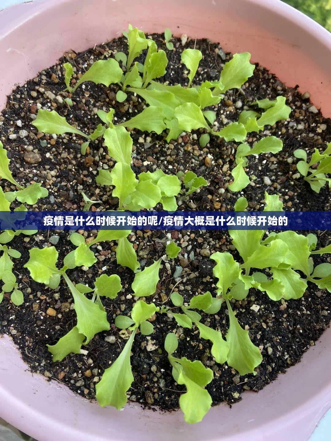 疫情是什么时候开始的呢/疫情大概是什么时候开始的
