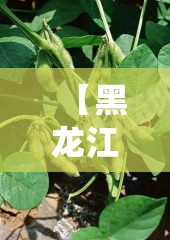 重磅.来袭“广丰五十K到底有没有挂可以装”√必胜开挂神器