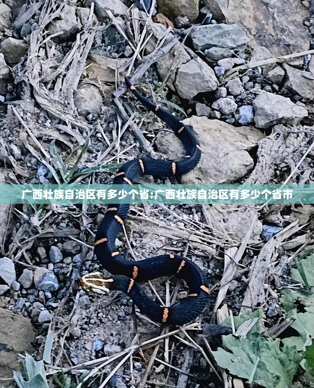 推荐一款中至窝龙透视软件√必胜开挂神器