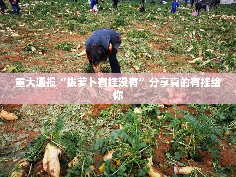 重大通报“拔萝卜有挂没有”分享真的有挂给你