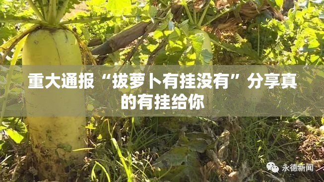 重大通报“拔萝卜有挂没有”分享真的有挂给你