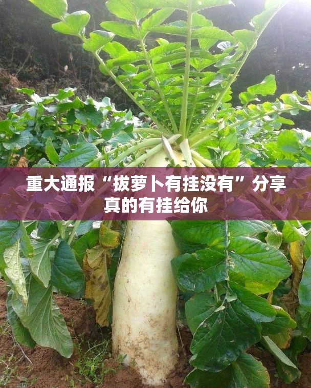 重大通报“拔萝卜有挂没有”分享真的有挂给你
