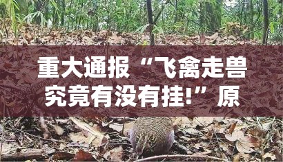 今日重大通报茶虞姬到底有没有透视挂确实真的有挂