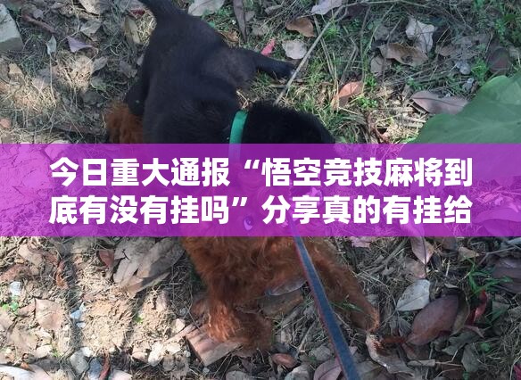 今日重大通报“玩牌确实是有挂”(真的有挂)-知乎