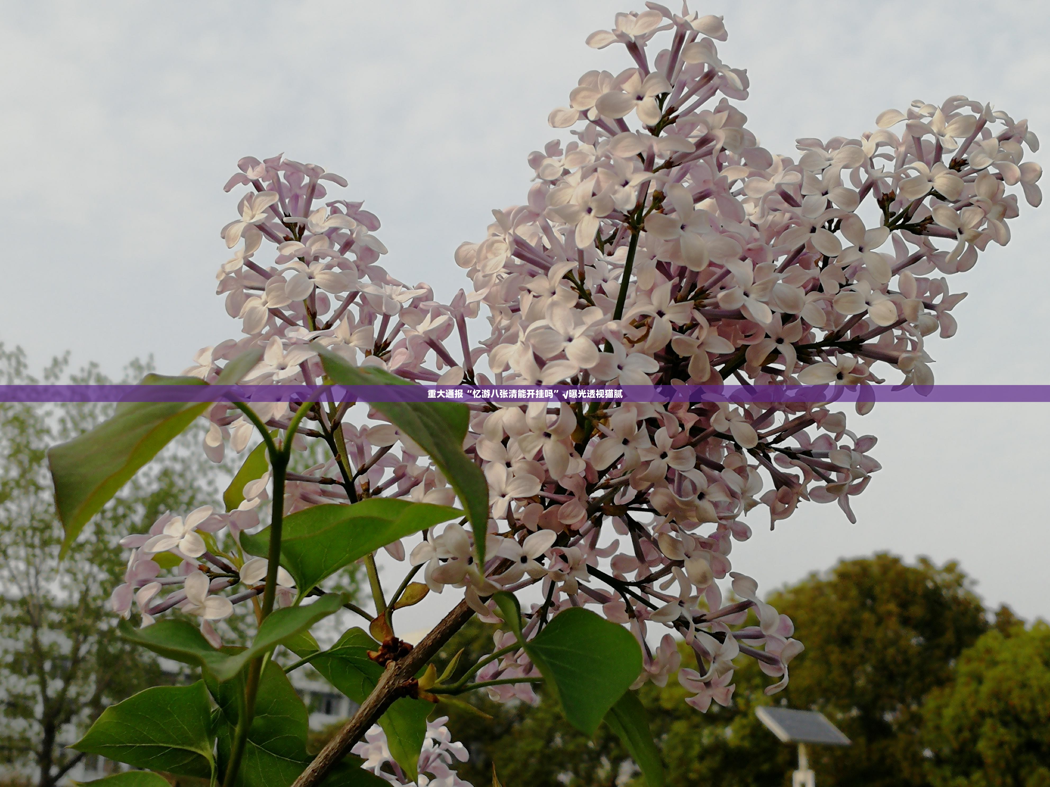 分享实测新二号挂怎么买!其实确实有挂