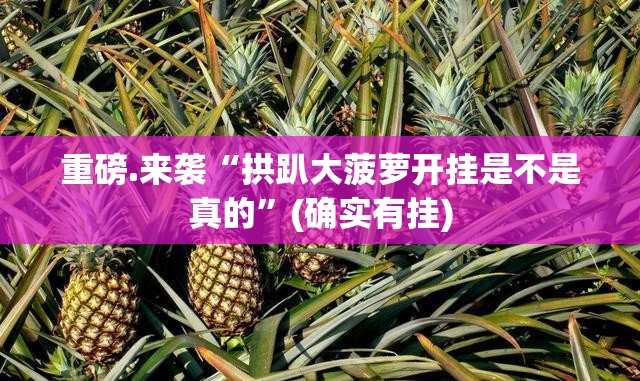 重磅.来袭“拱趴大菠萝开挂是不是真的”(确实有挂)
