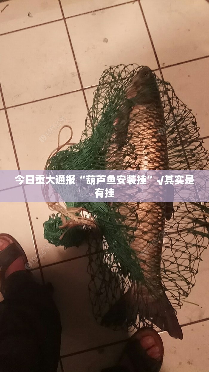 今日重大通报“葫芦鱼安装挂”√其实是有挂