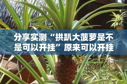 分享实测“拱趴大菠萝是不是可以开挂”原来可以开挂