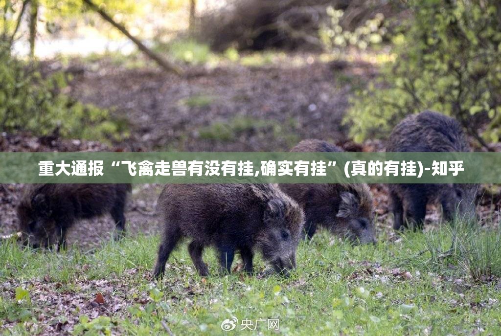 重大通报“飞禽走兽有没有挂,确实有挂”(真的有挂)-知乎