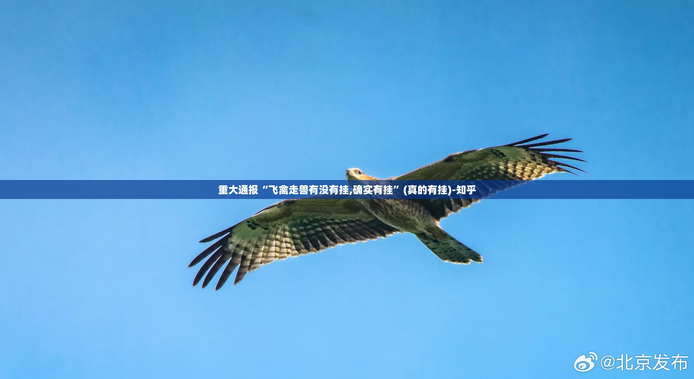 重大通报“飞禽走兽有没有挂,确实有挂”(真的有挂)-知乎