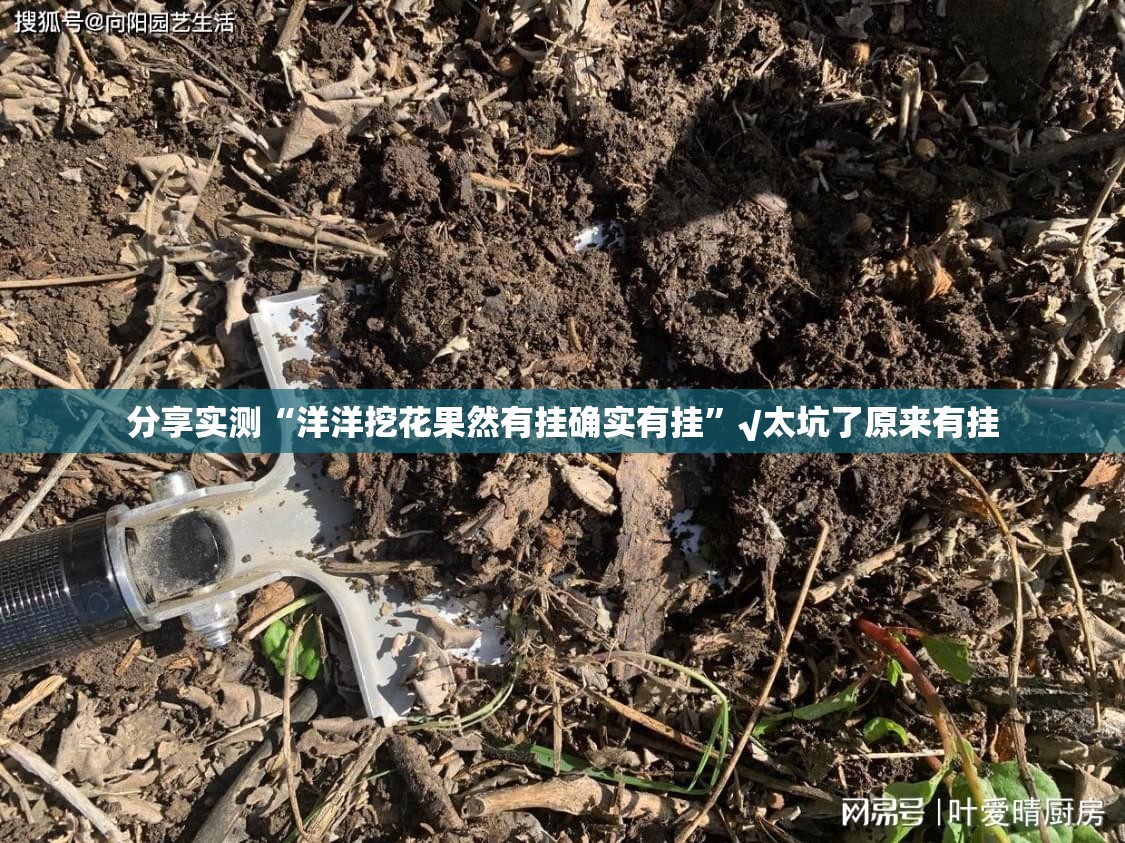 分享实测“洋洋挖花果然有挂确实有挂”√太坑了原来有挂