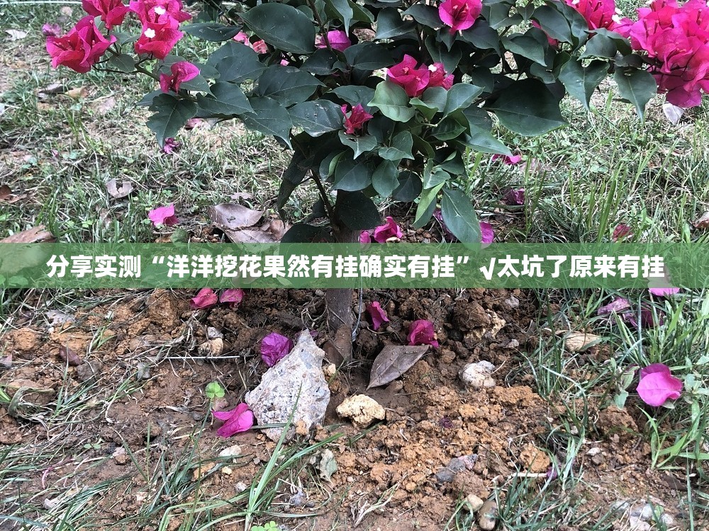 分享实测“洋洋挖花果然有挂确实有挂”√太坑了原来有挂