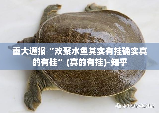 重大通报“欢聚水鱼其实有挂确实真的有挂”(真的有挂)-知乎