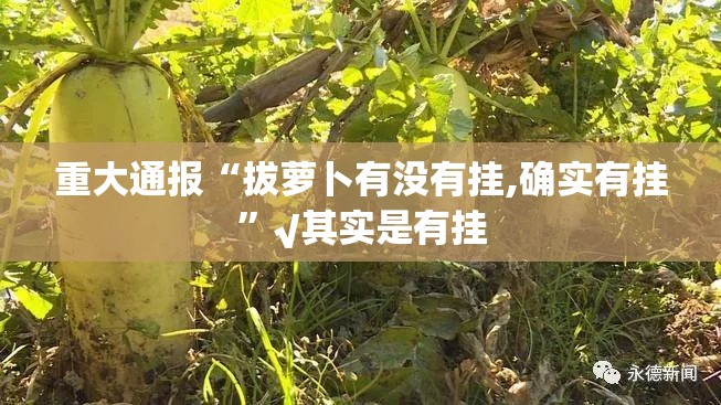 重大通报“拔萝卜有没有挂,确实有挂”√其实是有挂