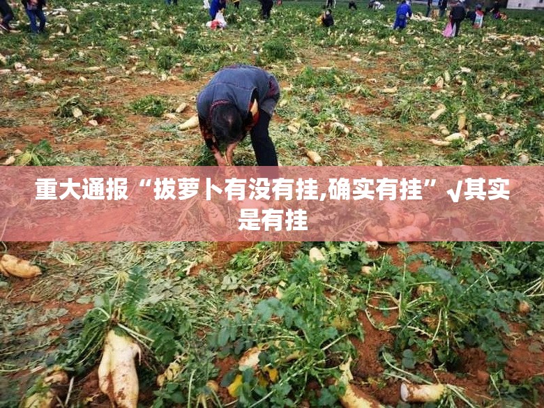 重大通报“拔萝卜有没有挂,确实有挂”√其实是有挂