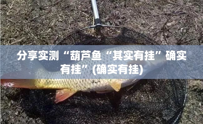 分享实测“葫芦鱼“其实有挂”确实有挂”(确实有挂)