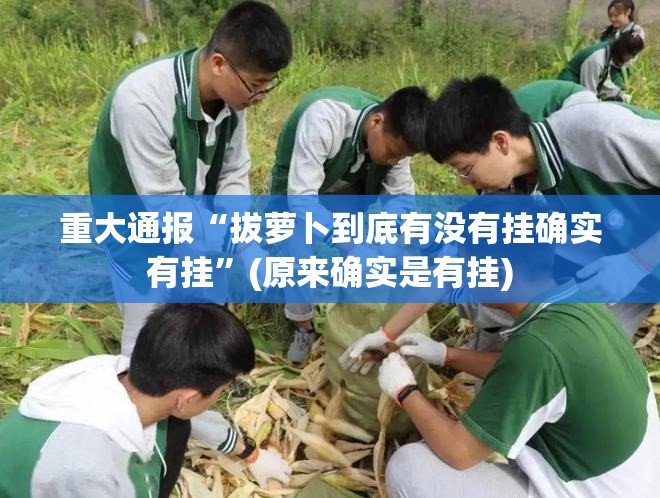 重大通报“拔萝卜到底有没有挂确实有挂”(原来确实是有挂)