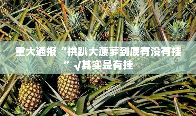 重大通报“拱趴大菠萝到底有没有挂”√其实是有挂